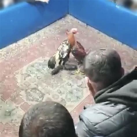 İ­z­m­i­r­­d­e­ ­k­a­n­a­t­l­ı­ ­h­a­y­v­a­n­l­a­r­ı­ ­k­o­r­u­m­a­ ­d­e­r­n­e­ğ­i­n­d­e­ ­h­o­r­o­z­ ­d­ö­v­ü­ş­ü­